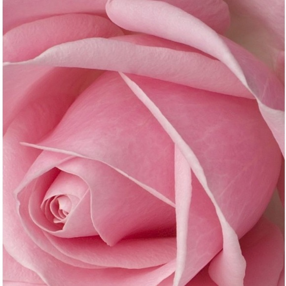 Meet your Posher, Miriana - Picture 3 of 8